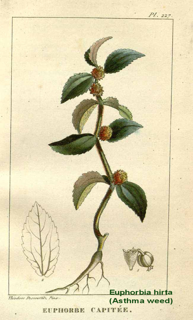 Euphorbia hirta - Asthmaweed